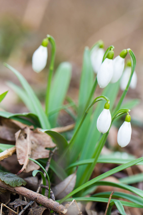 snowdrops