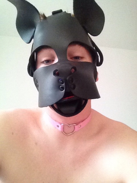 pupnovy:  I got a new collar…   It’s a little bit girly 😳  So freaking cute