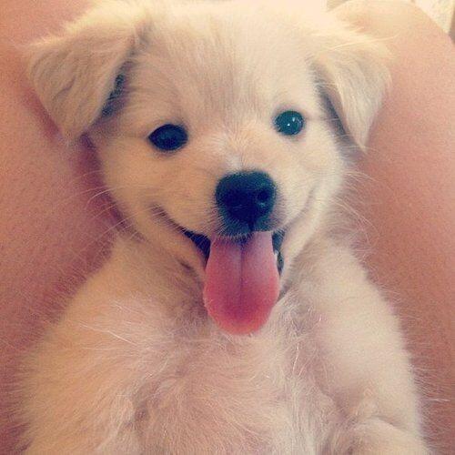 gloriouspuppies:  Wow look at that smile :)