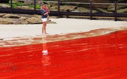 Beaches near Sydney, Australia were looking