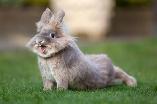 my-teen-quote:  feeling sad? look at this baby animal blog!