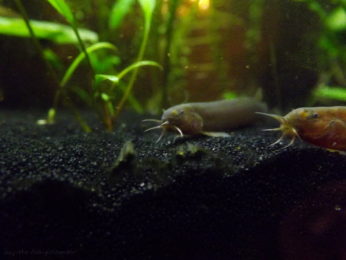 gyppygirl2021:izzy-the-fish-girl:Dafuq? Loaches are strange…. Loaches are truly marvelous creatures.