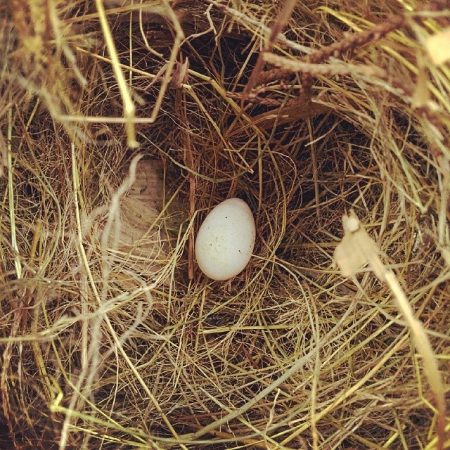 “You can’t be taken seriously if your twitter picture is an egg” #bird #nest #egg #animal #nature #picoftheday #photooftheday #HDR (at Rumah Rifki)