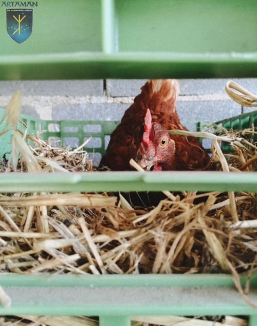 Nice view from the nest box. Meet Audrey Henburn, one of our Red Star pullets (young hen) who starte