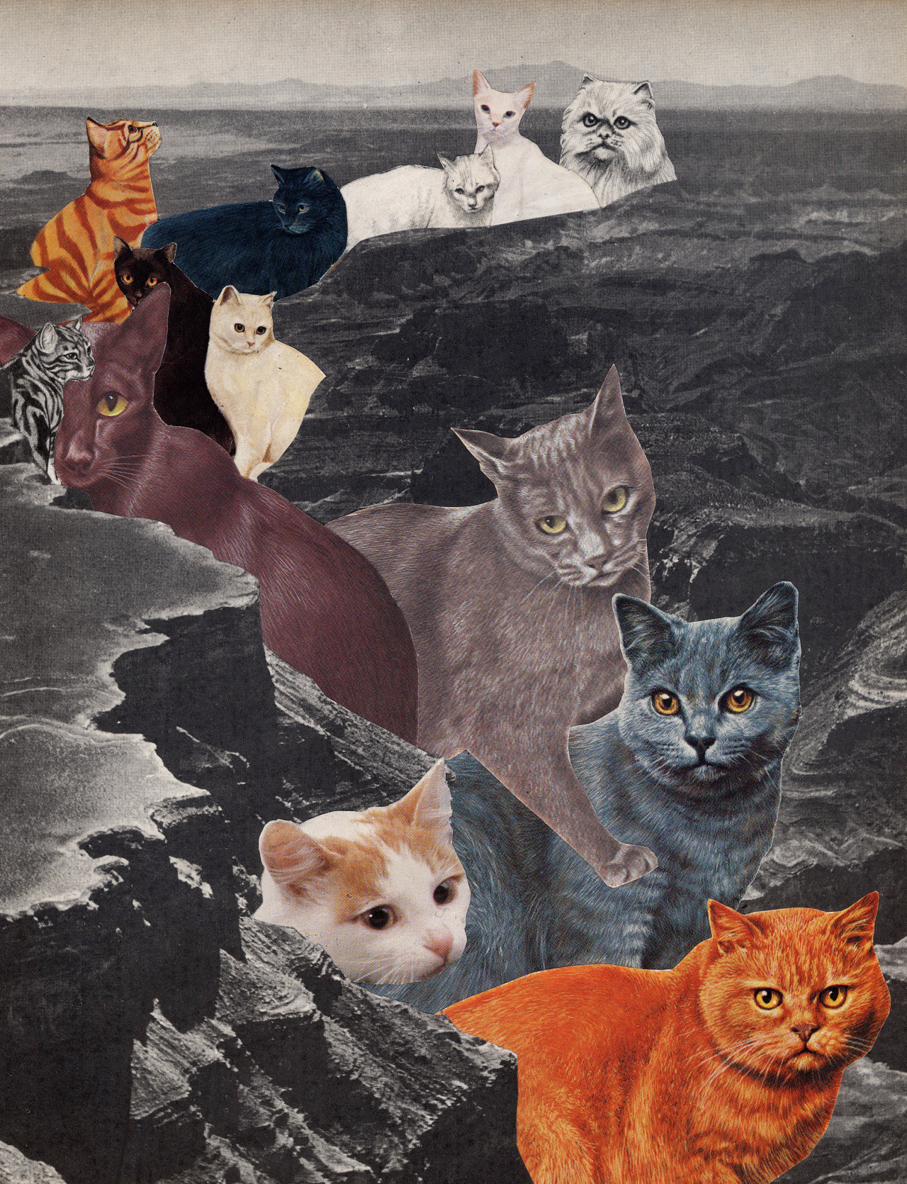 catsncats:  the grand catyon 