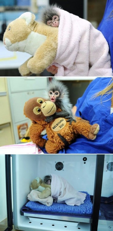 metaf:Baby monkey rejected by its mom comforted with toys