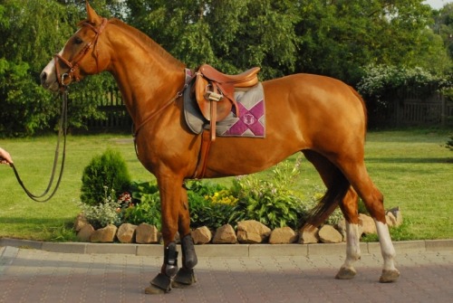 show-them-what-your-worth:  dressagequeen1:  midnightrainbow:  He looks like a statue.  He looks lik