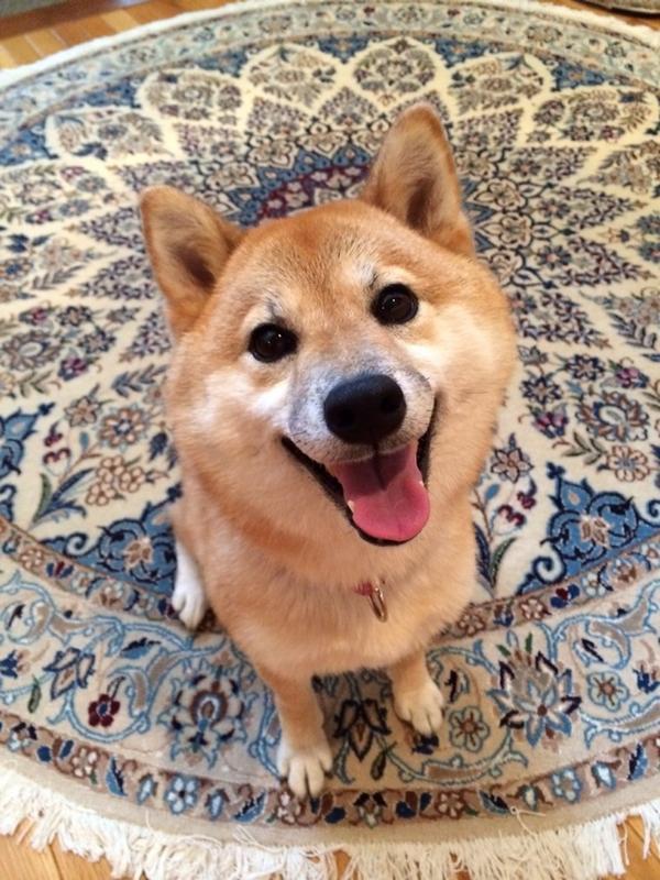 sasaq:  なんて嬉しそうな君！ (via Twitter / mesomeso @mesomeso1009)