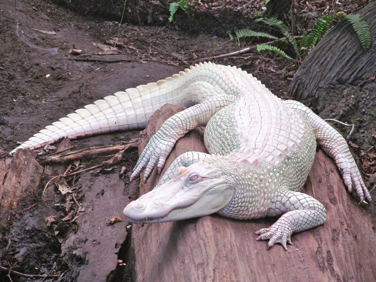 coolthingoftheday:  Animal albinism.Here is my post on animal melanism. [x]Here is