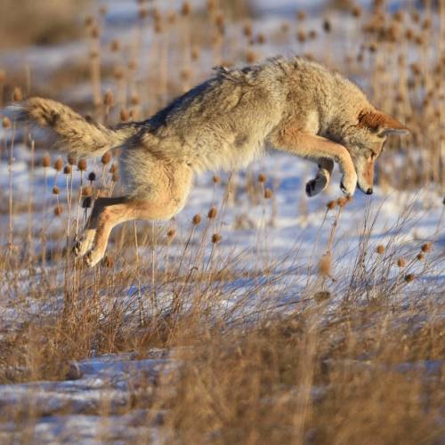 ladzinski:  A young #coyote on the hunt, I watched this guy stealthily catch 3 voles in under 10 min