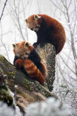 bear-pictures:  Two sleepy cuties