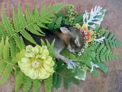 raytings:  frolicingintheforest:  I made several different arrangements for him. I was so emotional over this little bunny.I found him lifeless in my yard.I could still feel faint warmth when I held him in my hands.He was so perfect, soft, and beautiful