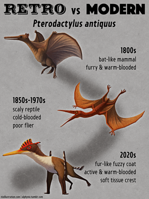 alphynix:Retro vs Modern #18: Pterodactylus antiquusPterodactylus antiquus was the first pterosaur e