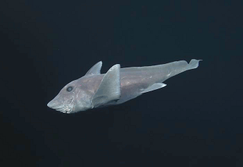 realmonstrosities:  The Pointy-nosed Blue Ratfish (Hydrolagus trolli) is a Halloween