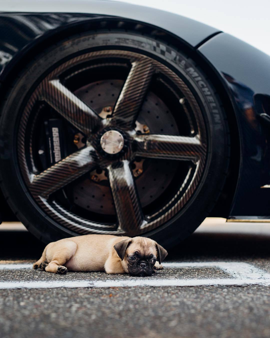 gentlemanstravels:  Beast.