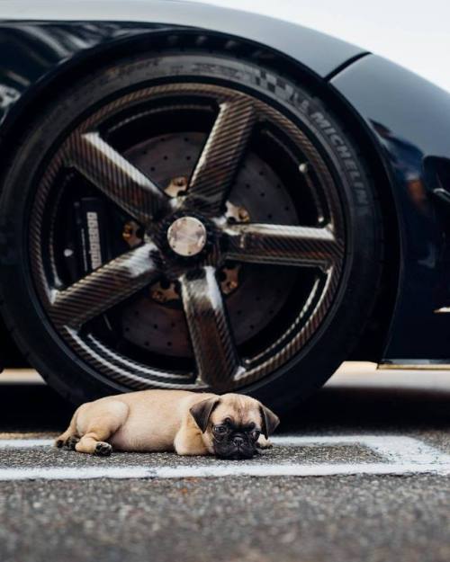 XXX gentlemanstravels:  Beast. photo