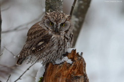 daily-owls:  Western Screech-Owl (Megascops