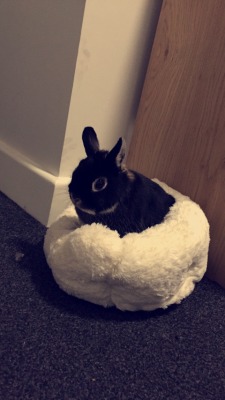 Zorobunny:  Snoopythebunbun:  I Think He’s Finally Comfy  Bunny On A Cloud~~~~