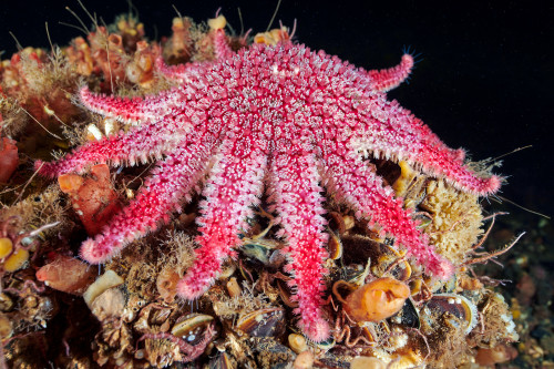 end0skeletal-undead: 1. Red King Crab, Paralithodes camtschaticus2. Japanese Warbonnet, Chirolophis 