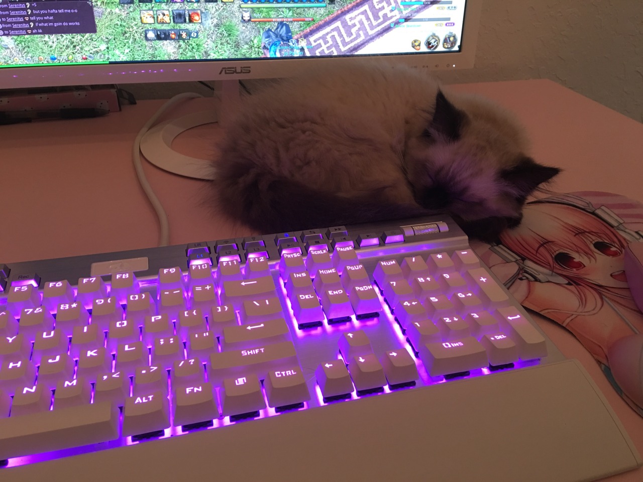 pinkmoonkitty:  This is definitely her spot now 