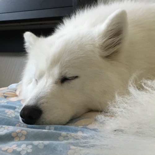 27-cents: tyridot:  happy national dog day from me and @cloudthesamoyed!! let us appreciate how cute