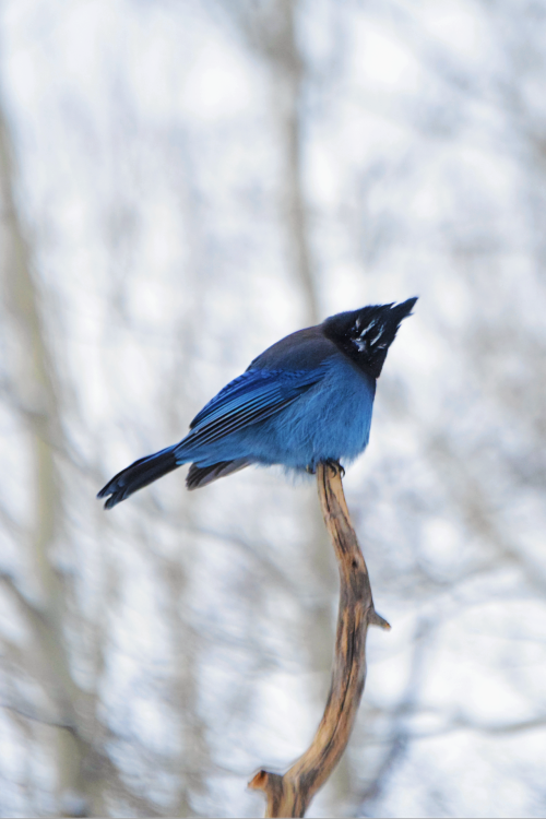 Stella. Steller’s jay. Summit County, Colorado. Photos by Amber Maitrejean