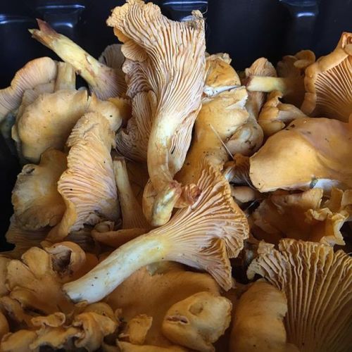 northmagneticpole:Scottish Girolles-Leila’s Shop