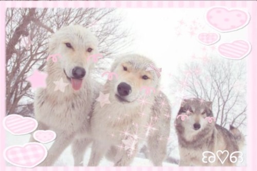 CUTE WOLVES!!!