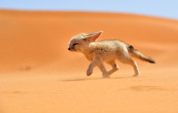 myqueershoulder:  princesswetkitty:  awwww-cute:  Little fennec fox in the wind  this precious little baby is on a mission and I feel so proud.  Always will reblog fennec foxes, because they look like my dog. 