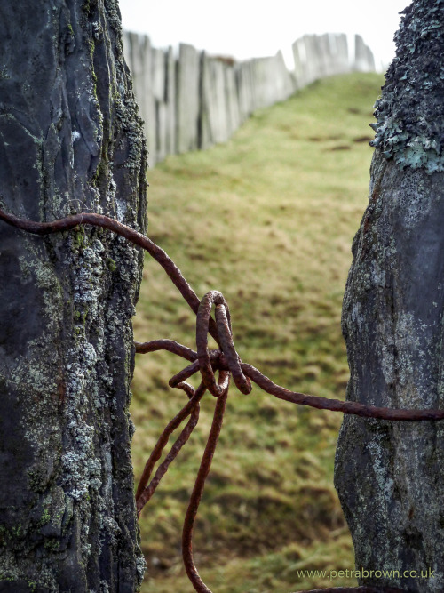 mydododied:The crooked teeth of the traditional welsh slate fence make for a great foreground to a p