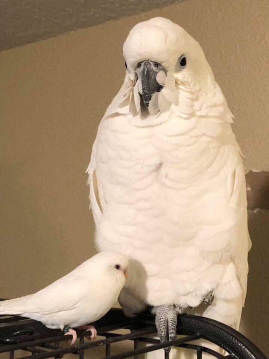 cosmic-geologist:nightguardmod:sushinfood: ensignro:  if you don’t support pebbles the lesbian budgie and her giant wife dni  GIANT WIFE AND TINY WIFE   I support blb (birbs loving birbs) couples   wlw connecticut clark and malfina