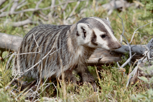 highways-are-liminal-spaces:Scenes from the Greater Yellowstone Ecosystem