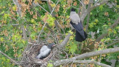 Серая ворона (Corvus cornix).часть 2