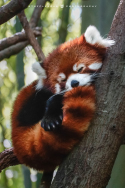 magicalnaturetour:  (via resting by Rick