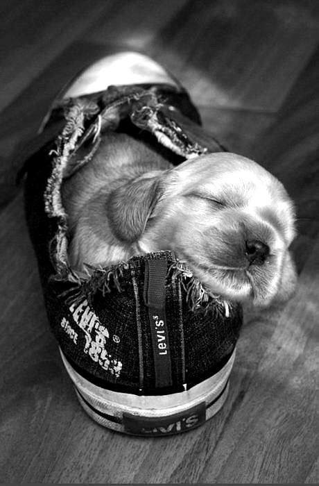 blueeyedkitten70:Omg Overload of Cuteness @hfc2016
