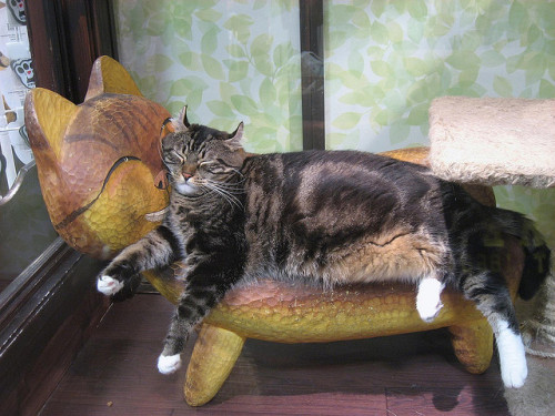 Cat Store Kitty - Kurashiki(via LuxVesperis)