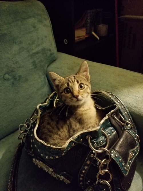 neonwindbreaker: i caught her sitting in my moms purse???