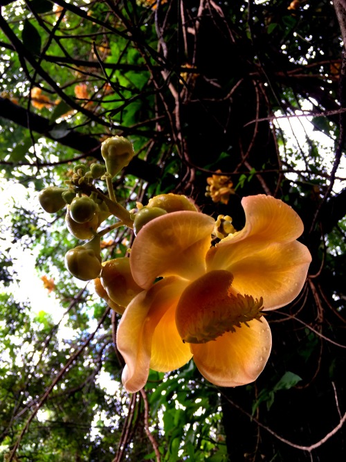 Cannon ball tree  (Couroupita guianensis)Through all my travels, and people’s private plant collecti