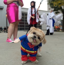 marniethedog:  Cosplaying