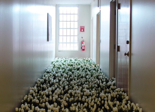 showslow:  Bloom - 28,000 Potted Flowers Installed at the Massachusetts Mental Health Center by Anna Schuleit 