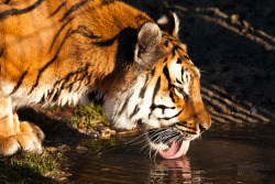 jaws-and-claws:  Bengalischer Tiger by CROW1973 on Flickr.