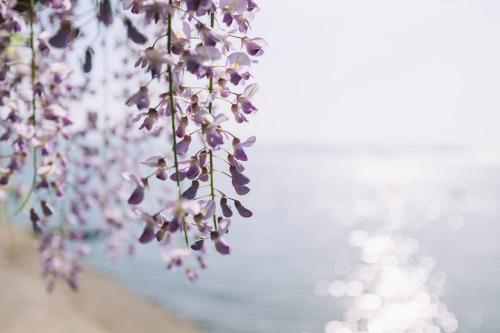 2022-05-01Spring, Wisteria flowerCanon EOS R3 + RF15-35mm f2.8L ISInstagram  |  hwantastic79vivid