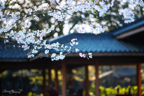 mingsonjia:杭州之春 Spring of Hangzhou, China by zhangkeshuang