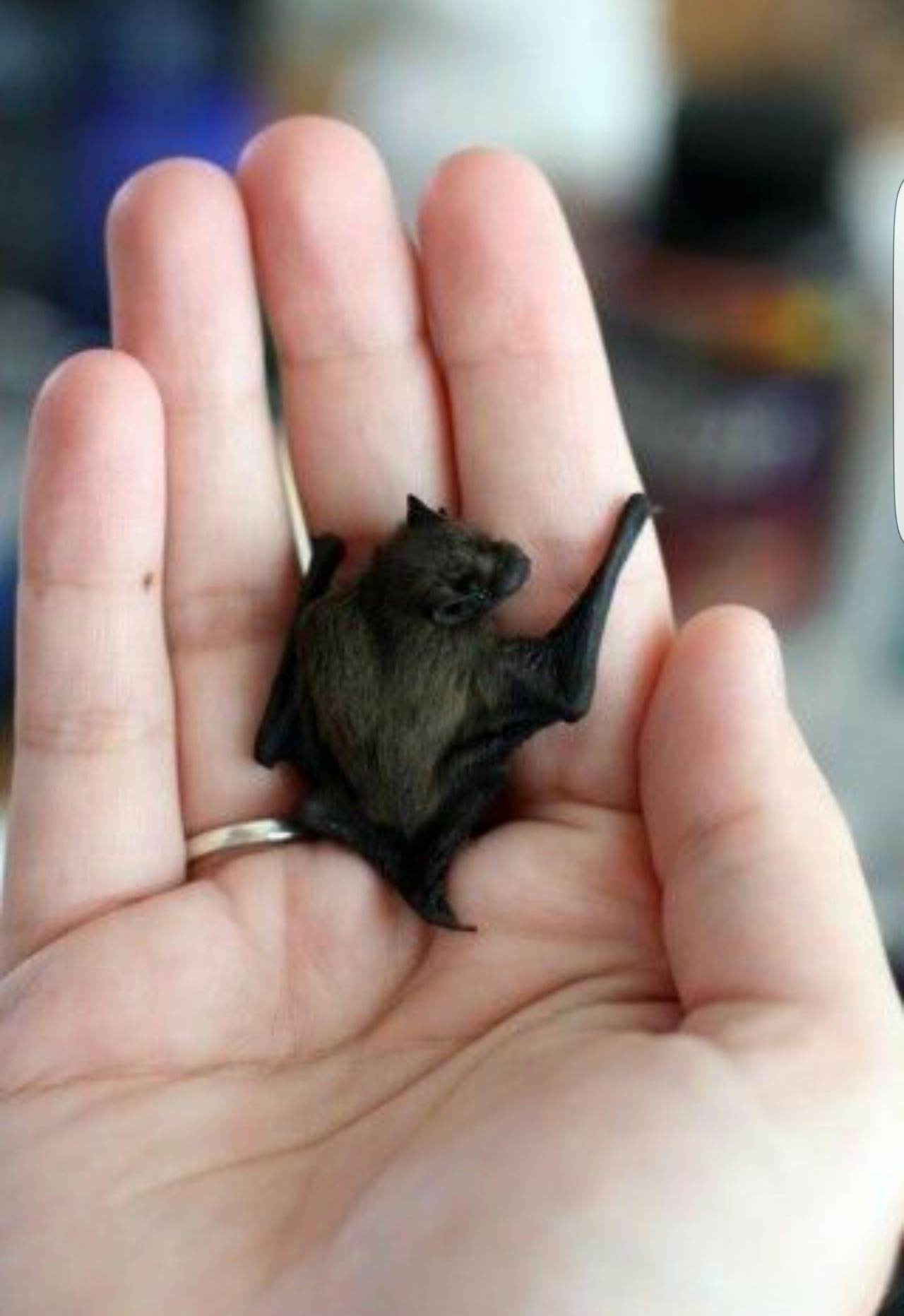 jadesandslash:  I absolutely love tiny bats and you should too Just look at them!!!