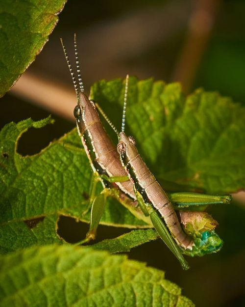 Neorthacris simulans Paired in Wild | Yercaud Forest | India @bio_sapiens @bnw_captures @earth.unta