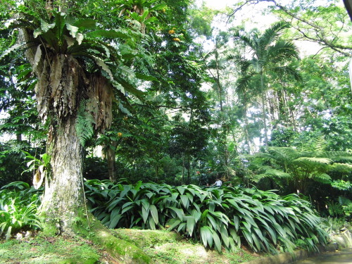 tropicalblxck:  kai-tropic:  tropicalblxck:  tropiqua-l:  theadventurechild:   Jungle/tropical blog 