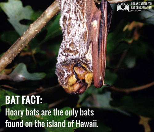 Time for a Bat Fact! Did you know that the Hoary bat are the only bats found on the island of Hawaii