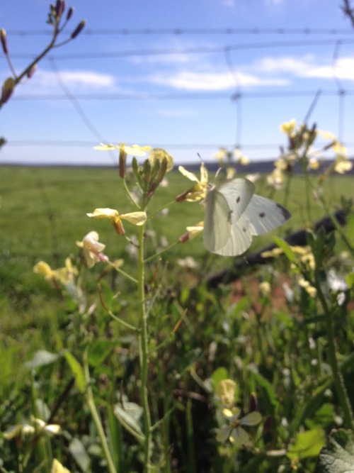 purityplants:  Pretty butterfly