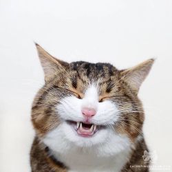 catsofinstagram:  From @rexiecat: “Smile!“