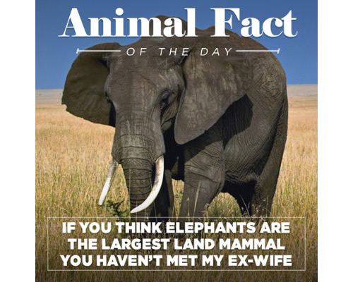 Porn Pics tastefullyoffensive:  Animal Facts of the